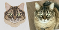 Custom pet digitizing
